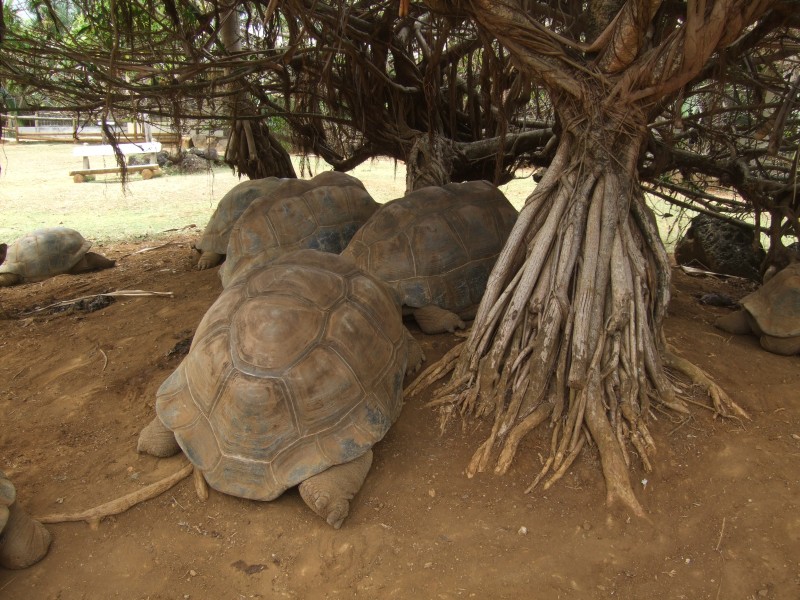 Mauritius 2010 - 0313 